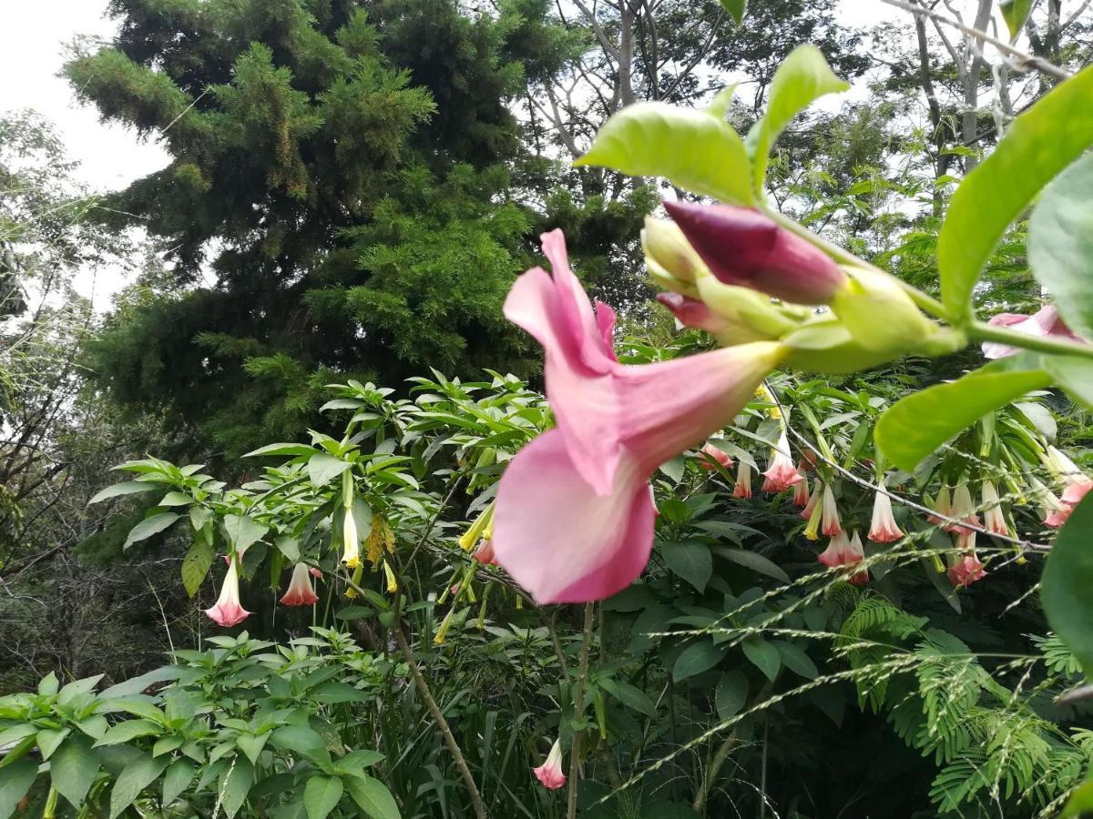 Bed and Breakfast Jungle Tide Kandy Exterior foto